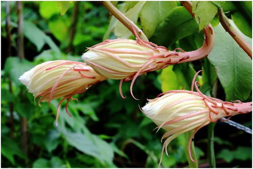 小户型阳台的布局