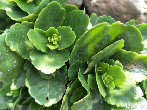 玛格丽特促花术：施磷钾肥