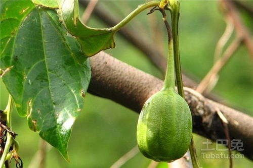 三、黑骨藤和马兜铃藤的区别在哪里？