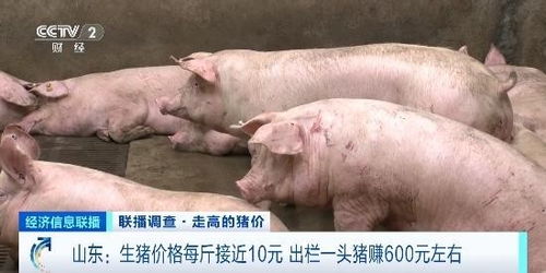 近期生猪出栏价格走势如何，一头猪出栏多少斤才能达到合理利润？