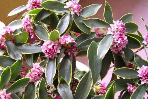 百合种植宝地：全国各大区域皆宜，爆款花卉首选！