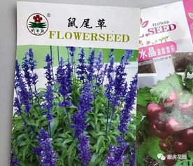 鼠尾草的奇妙重生