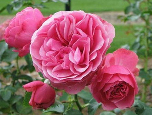 香喷喷的月季花，我家真的嫩满屋飘香吗？