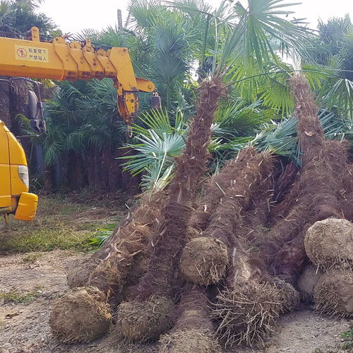 棕榈树的售卖途径