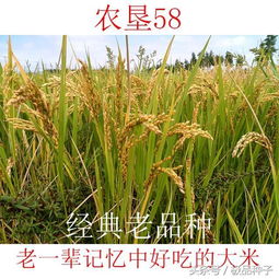 巨基3号水稻品种，高产抗病