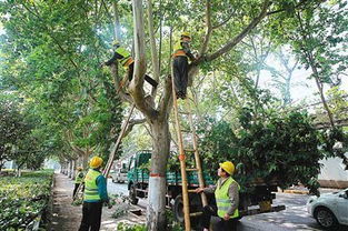 冬天的坚韧：雪中的绿色守护者