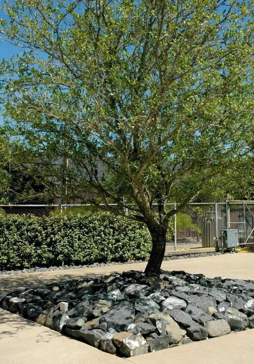 那哪种蜀桧适合边坡绿化呢？