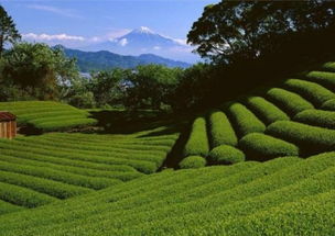 虫情识别：83%毒性事故的根源