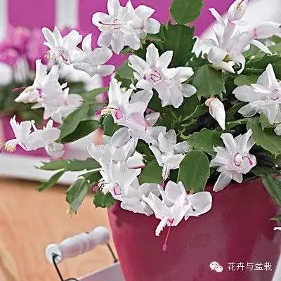 雪花：洁白如雪， 清秀可人