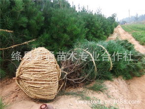 树苗的冠幅， 从何而来