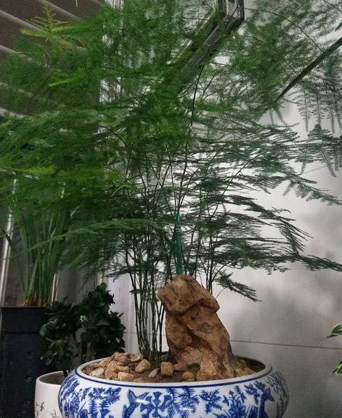 文竹快速服盆，3天爆款花卉！