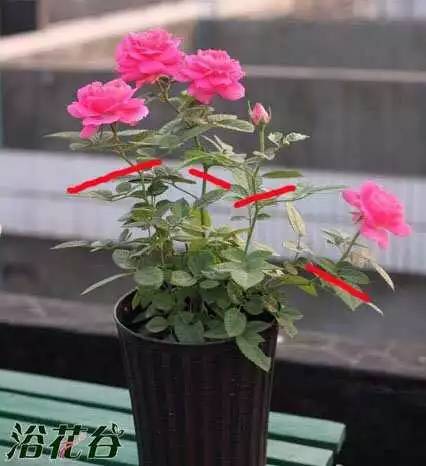 休眠月季的辨识之道