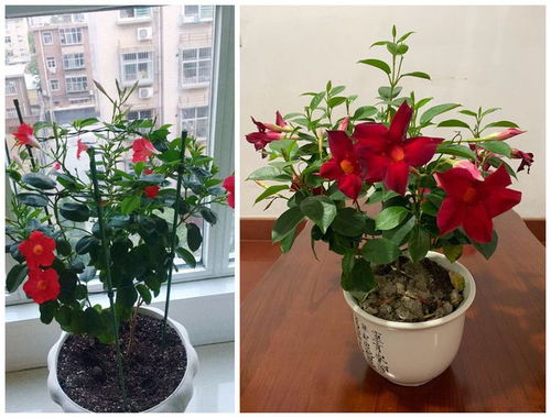 牵牛花， 软绵绵的“小腰精”