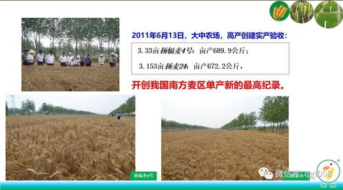 亲测有效的土方子