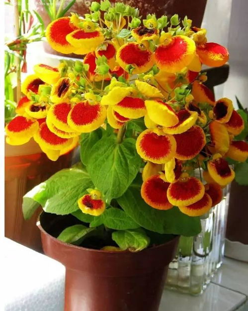 寿命真相揭秘：不同地区的非洲菊寿命大不同