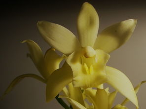 药用植物的应用方式