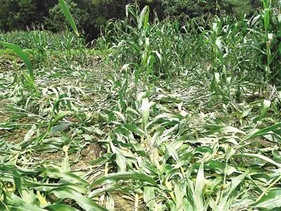 实战避坑指南：别让这些坑坑绊倒你