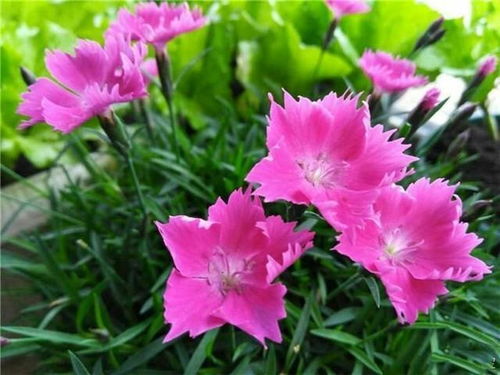 盆栽开小红花和红花的有哪些品种，能推荐一些花卉图片名称吗？