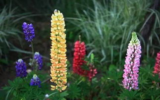 鲁冰花：色彩斑斓的花朵