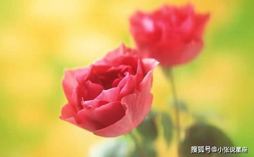 25朵玫瑰花语：浪漫情感