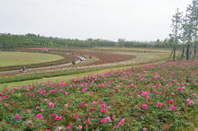 五月的唐河， 月季花儿的盛宴