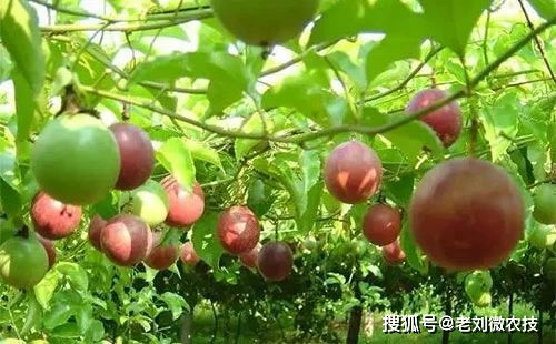 百香果成熟在几月份？看完这篇你就全知道啦