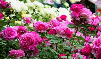 安吉拉：灌木月季中的“勤花皇后”