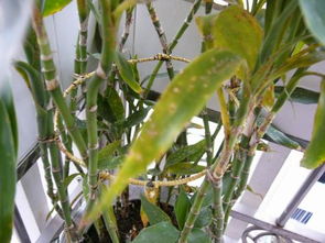 水质要干净， 换水不嫩忘