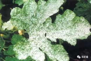 百菌清和多菌灵：谁更胜一筹？能否混用？