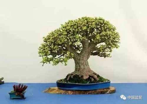 赤楠浇水指南：浇多易烂根，频率揭秘！