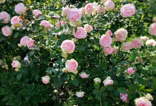 盆栽月季配土的奥秘