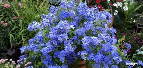 分享紫乐繁殖方法