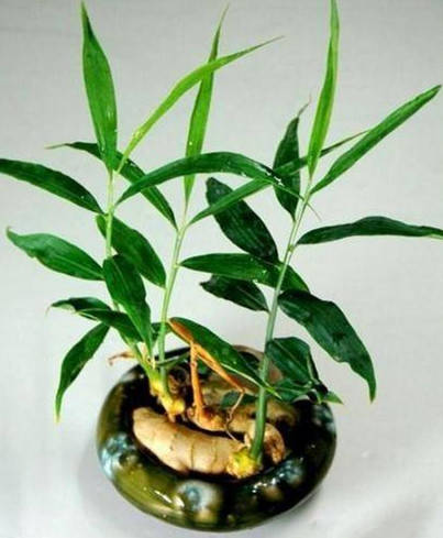 生姜、蒜苗，耐阴种植geng佳