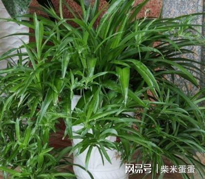吊兰养护时可以往水里加醋吗？这样浇对吊兰生长有好处吗