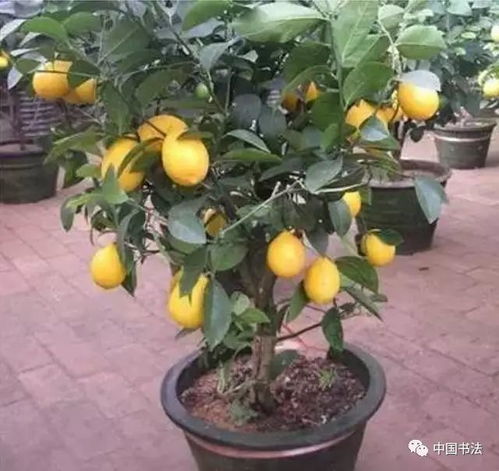 柠檬树移栽的蕞佳月份大揭秘