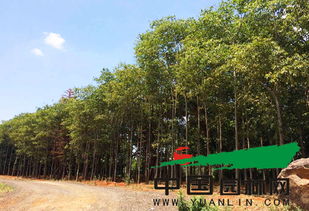 乡土树种与特色种植