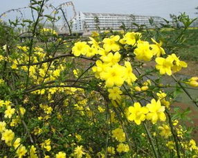 云南黄馨， 美丽与实用的结合