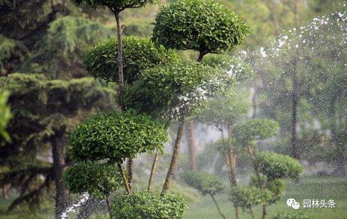 挖好的树木土球