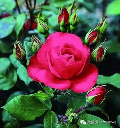 月季文化：丰富的精神文化内涵