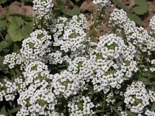 紫花地丁：色彩丰富的多年生植物