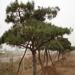 黑松摘芽和切芽的时间