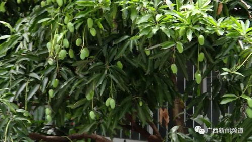 打药时机与浓度