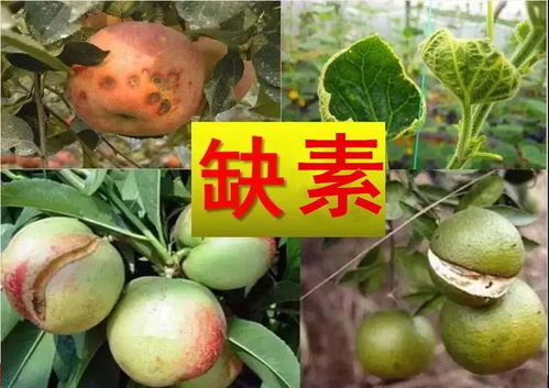 无花果对阳光的喜爱和依赖，是其生长过程中不可或缺的元素
