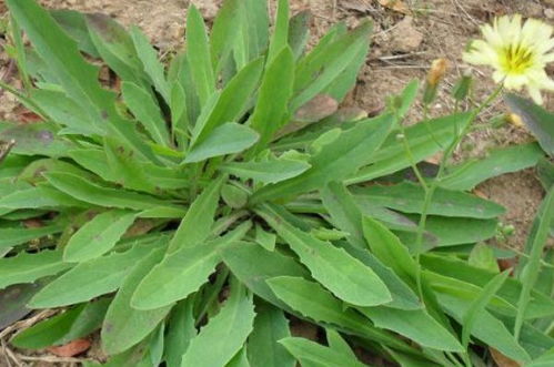 栀子花在我国的秦岭一带可露地越冬,但盆栽栀子花慢,而在有供暖的室内越冬,虽然不受到冻害,单是...