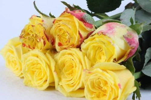 月季中的黄玫瑰之王——金香玉