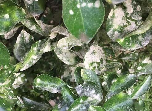 百菌清：便宜但效果稍逊