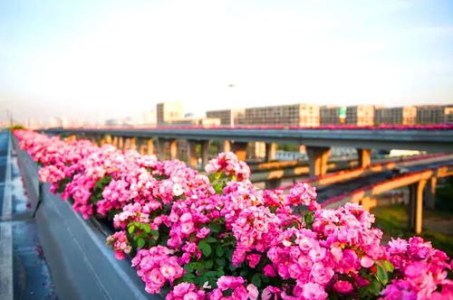 拍照圣地：格拉斯月季和街景