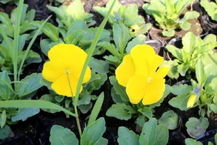 金银花：香飘四季