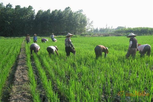 除草剂：树木健康的隐形杀手？