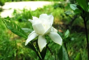 栀子花叶子发黄？常见原因一图解析